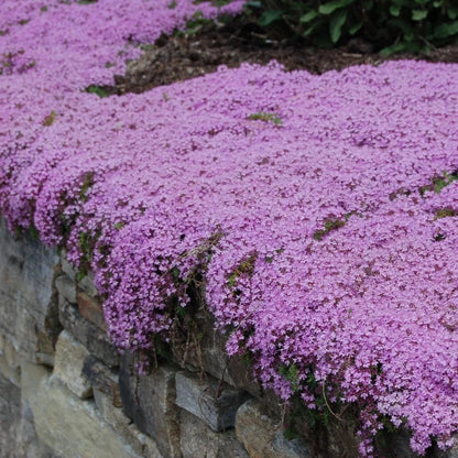Creeping Thyme Homegrown Seeds🌱Easy to Plant and Grow Non-GMO Perennial Flower Premium Seeds🌺