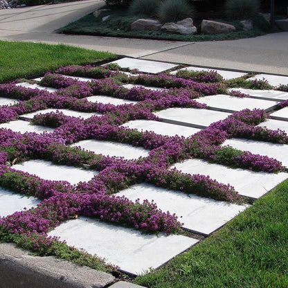 Creeping Thyme Homegrown Seeds🌱Easy to Plant and Grow Non-GMO Perennial Flower Premium Seeds🌺
