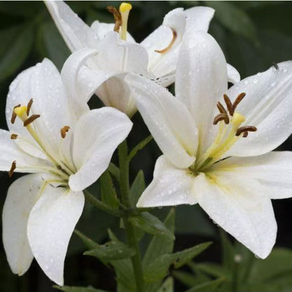 Elegant Lily Seeds | Fresh Long-Lasting Flowers for Home & Gifts