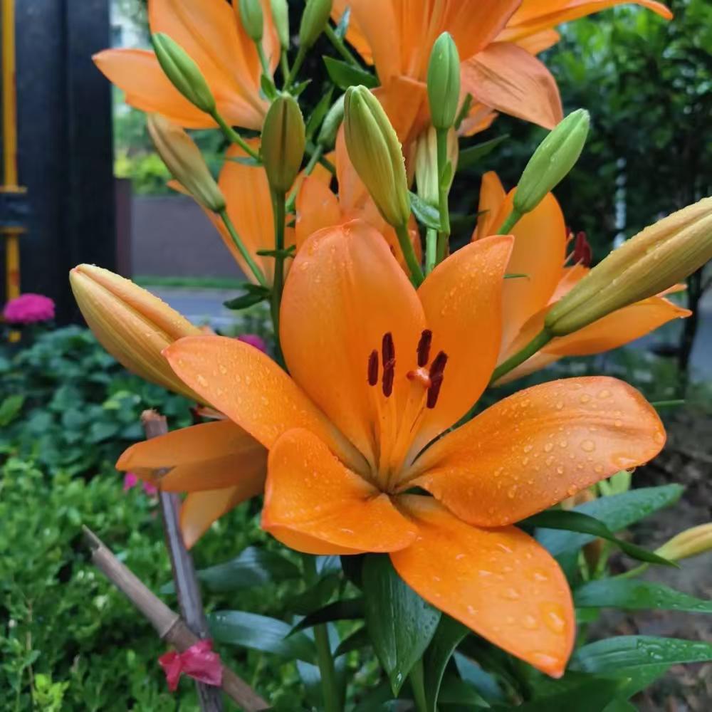 Elegant Lily Seeds | Fresh Long-Lasting Flowers for Home & Gifts