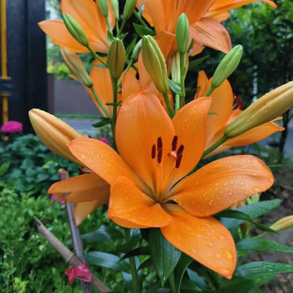 Elegant Lily Seeds | Fresh Long-Lasting Flowers for Home & Gifts
