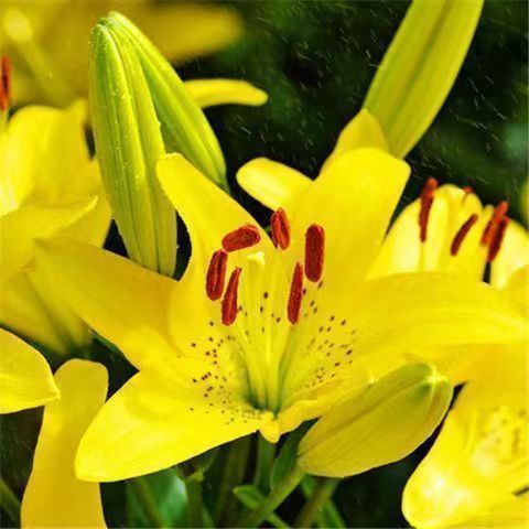 Elegant Lily Seeds | Fresh Long-Lasting Flowers for Home & Gifts