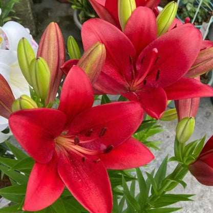Elegant Lily Seeds | Fresh Long-Lasting Flowers for Home & Gifts