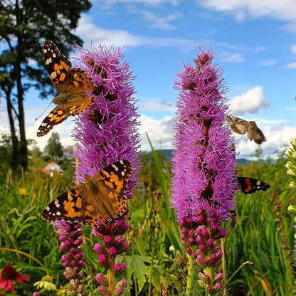 Garden Palette🦋Prairie Blazingstar