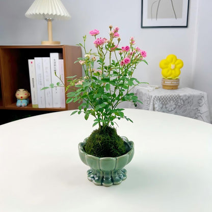 🌹Ultra-Mini Rose Hydroponic Moss Ball-Live Mini Rose Plant