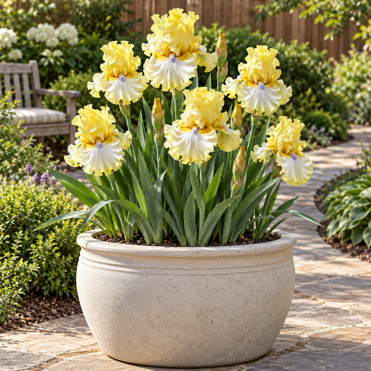 ⚜️German Bearded Iris Bulbs-Dramatic Ruffled Blooms•Lasting Perennial Beauty
