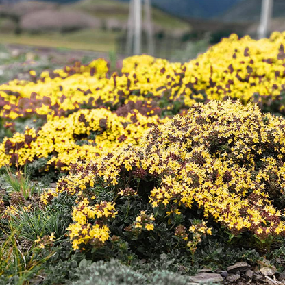 Creeping Thyme Homegrown Seeds🌱Easy to Plant and Grow Non-GMO Perennial Flower Premium Seeds🌺