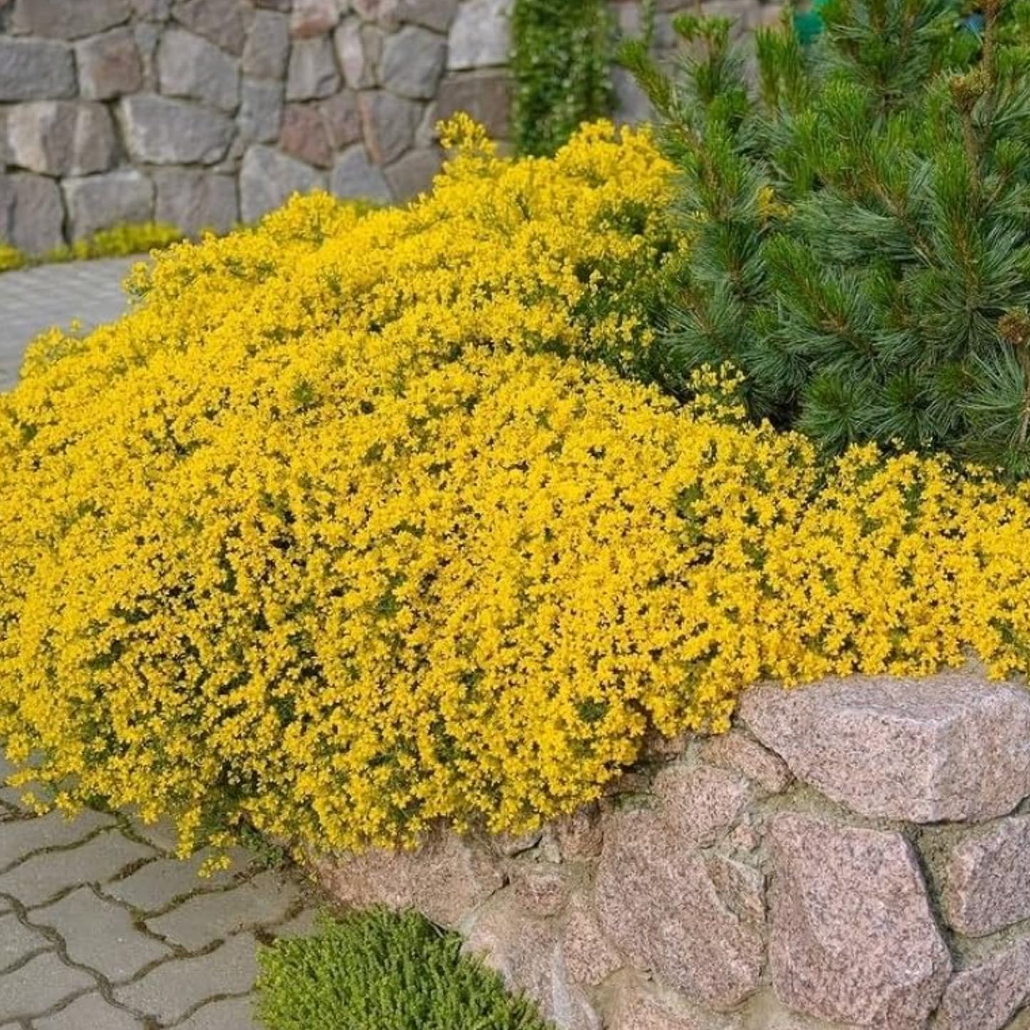 Creeping Thyme Homegrown Seeds🌱Easy to Plant and Grow Non-GMO Perennial Flower Premium Seeds🌺