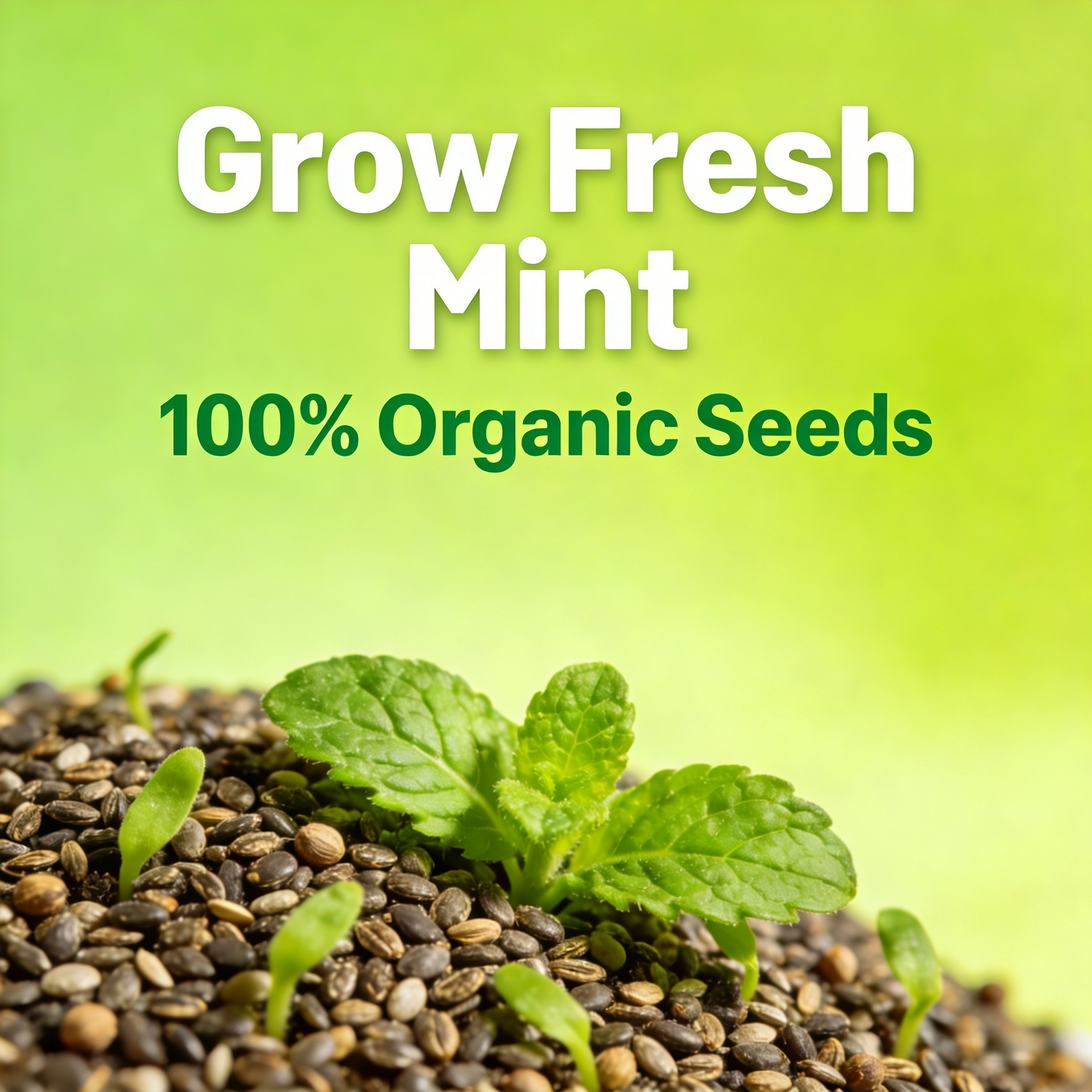 🌿Mint Seeds for Planting – Non-GMO Peppermint Seeds for Fresh Aroma & Everyday Wellness