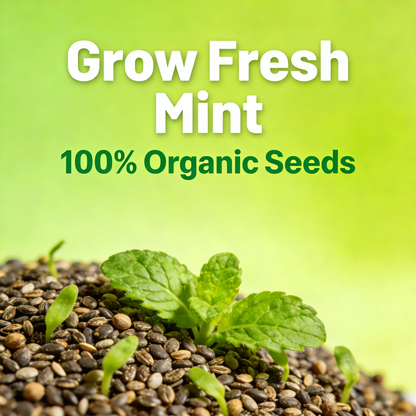 🌿Mint Seeds for Planting – Non-GMO Peppermint Seeds for Fresh Aroma & Everyday Wellness