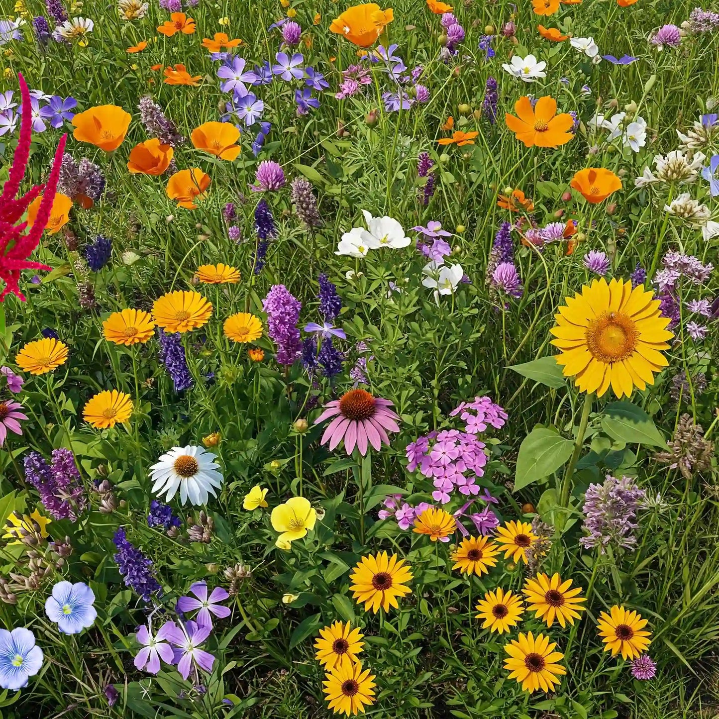 Summer Hardy Wildflower Seeds – Thrive in Heat, Bloom All Year Long,Flower Sea☀️