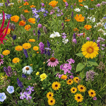 Summer Hardy Wildflower Seeds – Thrive in Heat, Bloom All Year Long,Flower Sea☀️