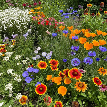 Summer Hardy Wildflower Seeds – Thrive in Heat, Bloom All Year Long,Flower Sea☀️