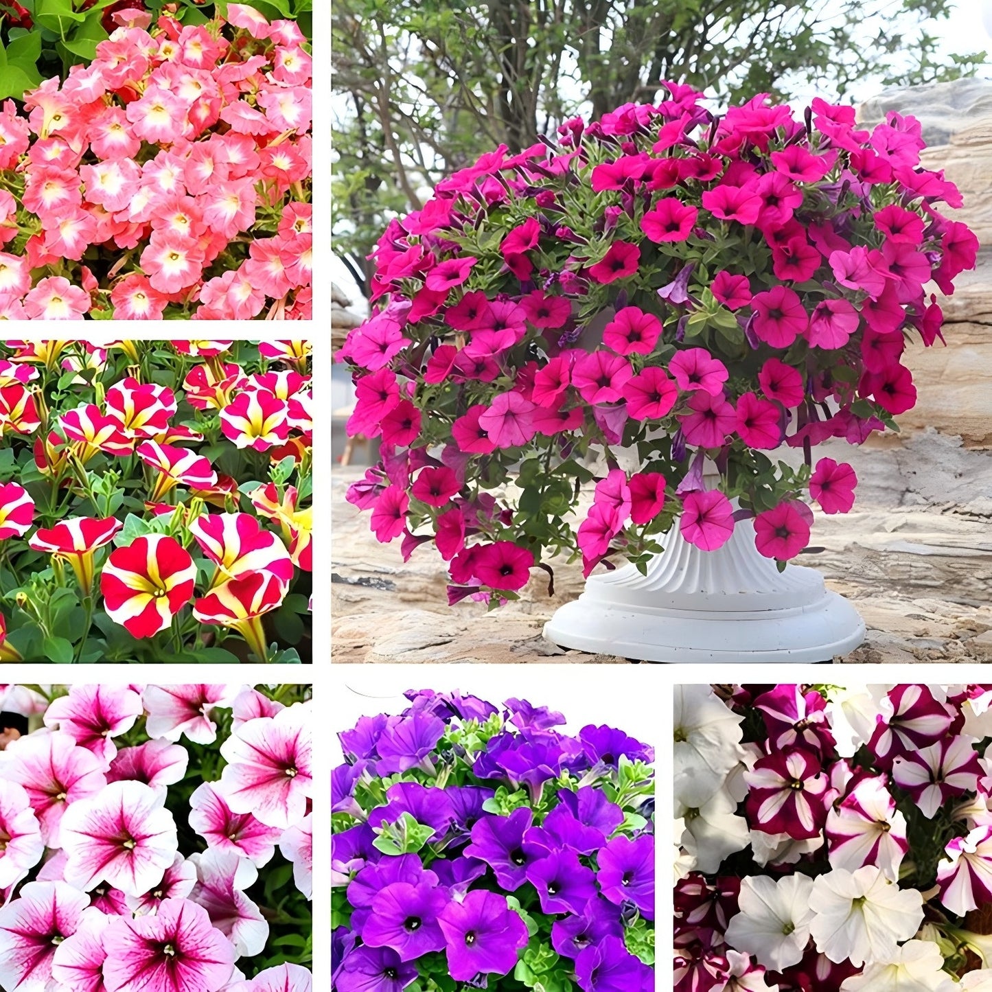 Dwarf Petunia Seeds for Pots, Baskets and Gardens🌸