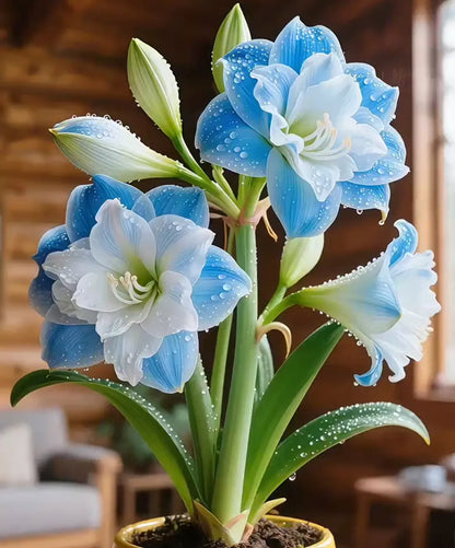 🌺 Amaryllis Bulbs– Dramatic Blooms, Effortless Grace! 🌿✨