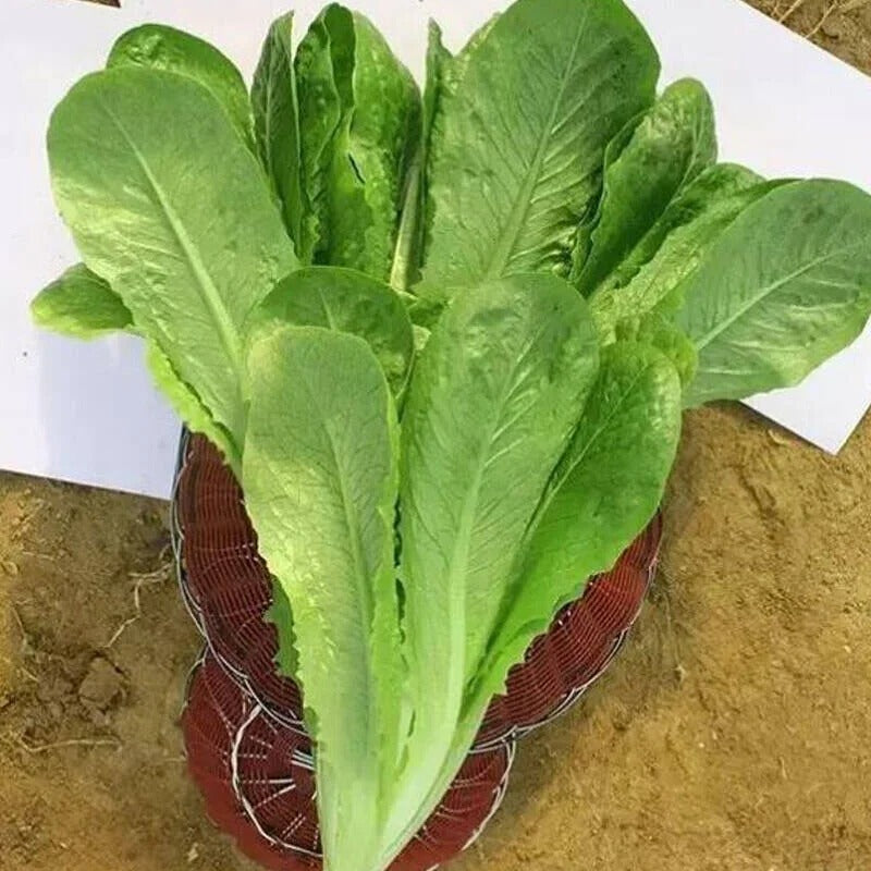 Summer Peacock Vegetable Seeds