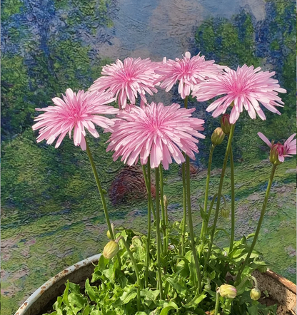 Peach-Colored Dandelion Seeds