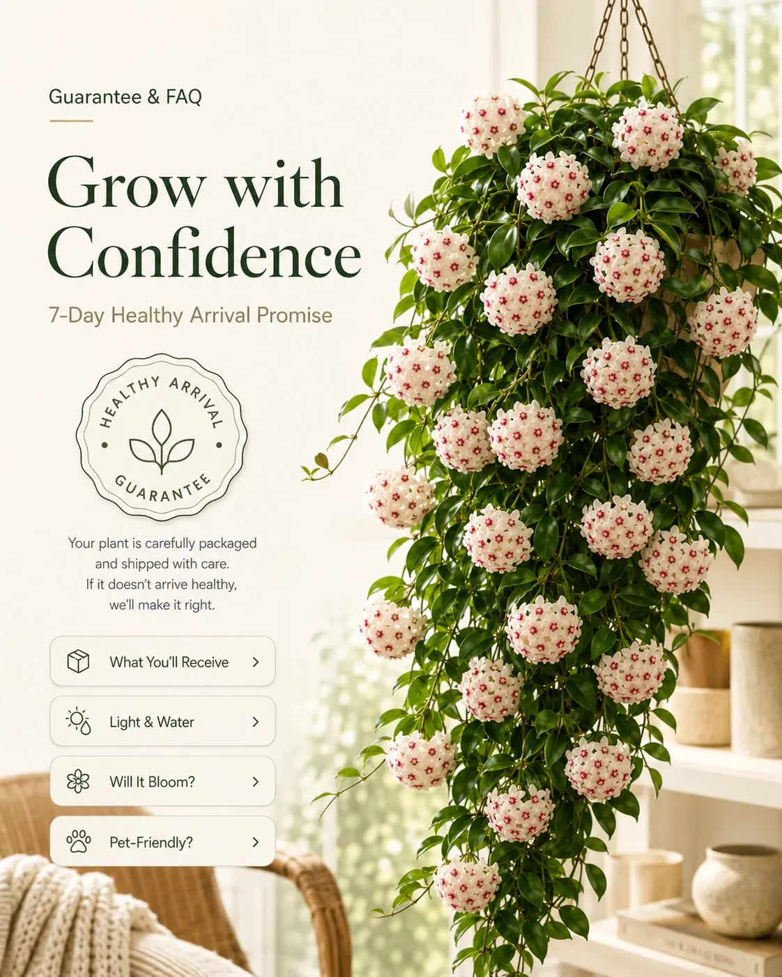 🌸Premium Hoya Carnosa Fresh Bulbs | Easy-to-Grow Cascading Wax Plant