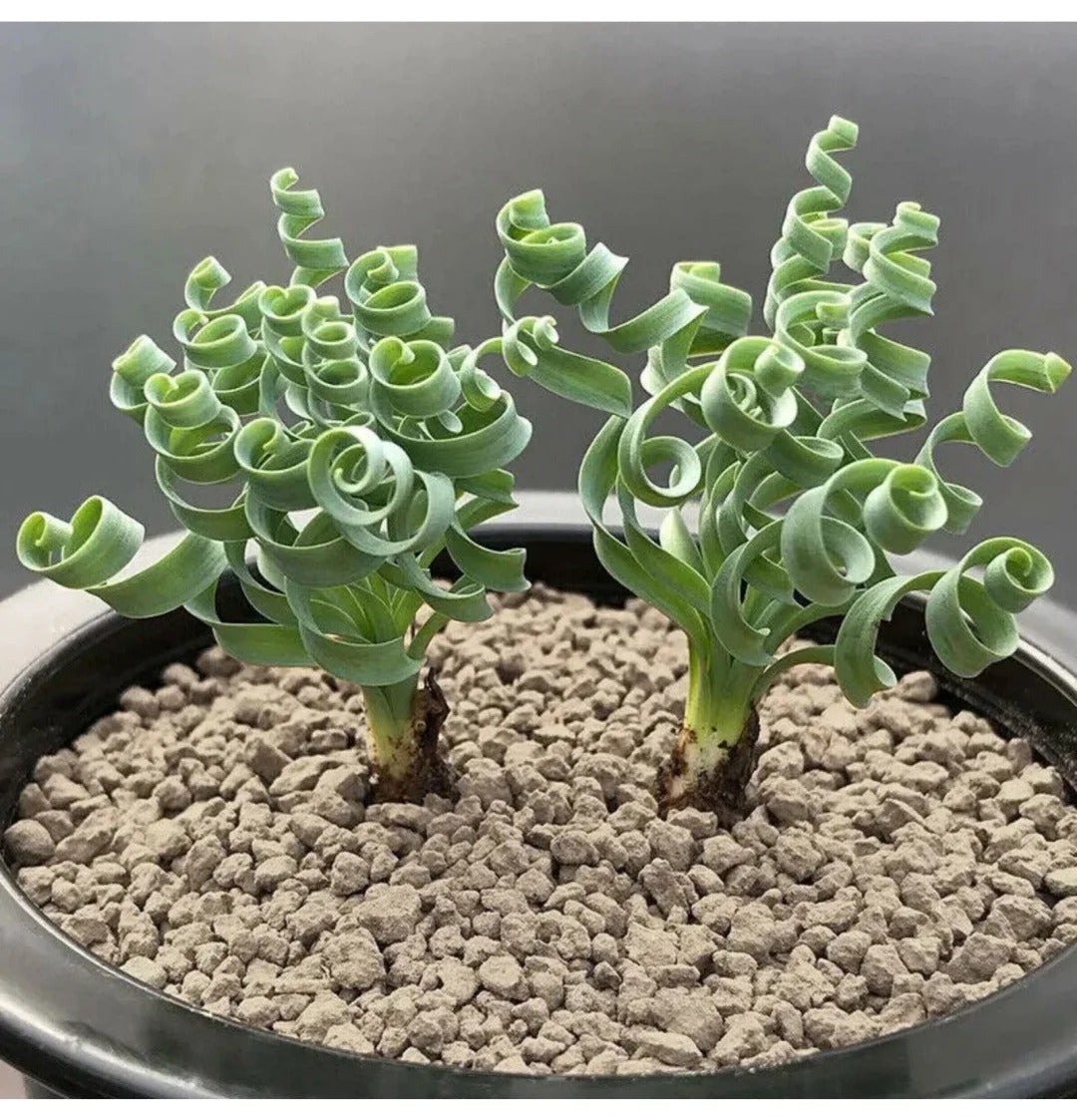 🌿Spiral Grass - Curved and Cute