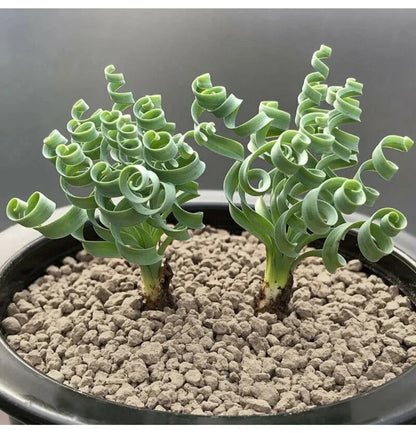 🌿Spiral Grass - Curved and Cute