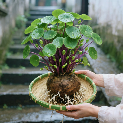 🎈🪴Red rattan Stephania Erecta Bulbs: The strongest houseplant for lazy people🌿