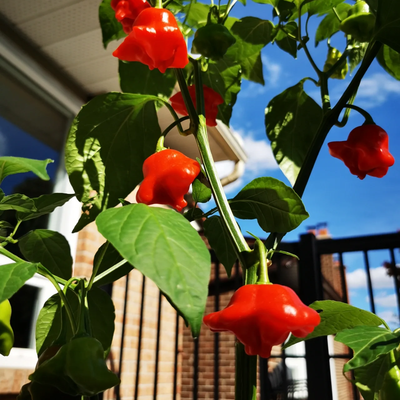Chilli Pepper Bishops Crown Seeds (Capsicum baccatum)
