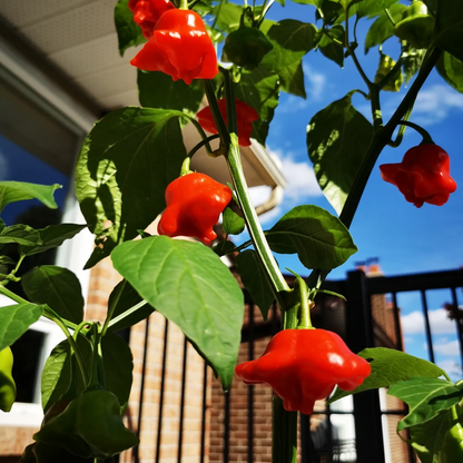 Chilli Pepper Bishops Crown Seeds (Capsicum baccatum)