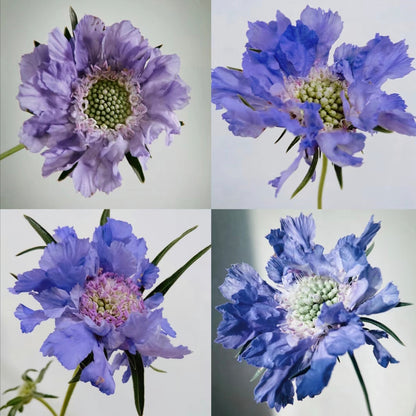 Scabiosa Comosa Seeds