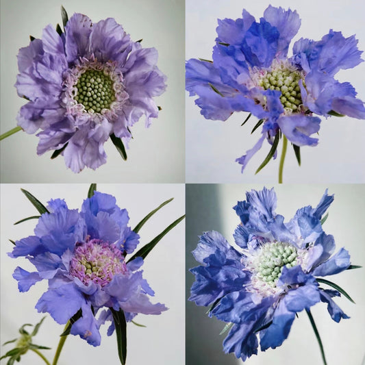 Scabiosa Comosa Seeds