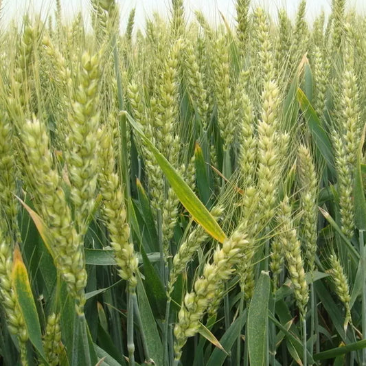 Winter Wheat