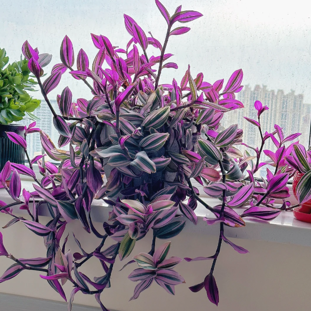 💐Oil Painting Wedding Orchid—The Wandering Jew
