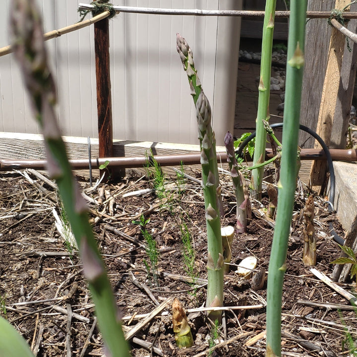 Planting Asparagus Seeds All Seasons