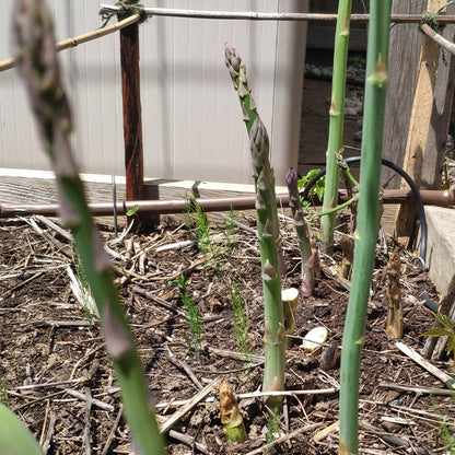 Planting Asparagus Seeds All Seasons