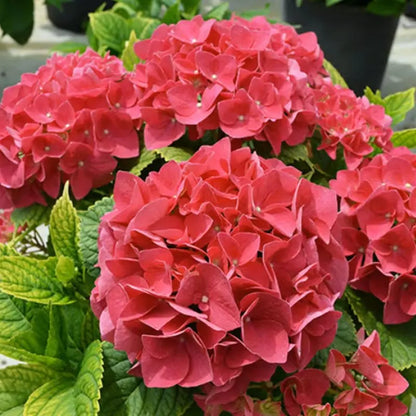 Hyadrange Seed-Perennial Flower Seeds-Easy To Plant