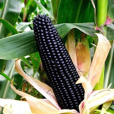 Black Corn Seeds-Organic Maiz Morado