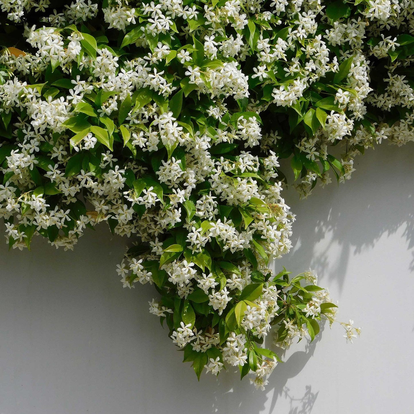 🌟Star Jasmine