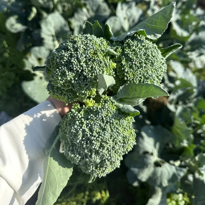 🥦Rare Broccolini Seeds