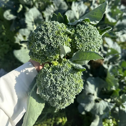 🥦Rare Broccolini Seeds