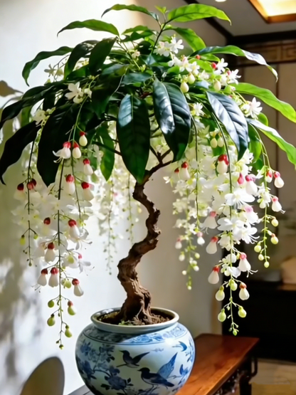 Last Day Up to 50% OFF💐Rare Weeping Jasmine Flowers Bulbs