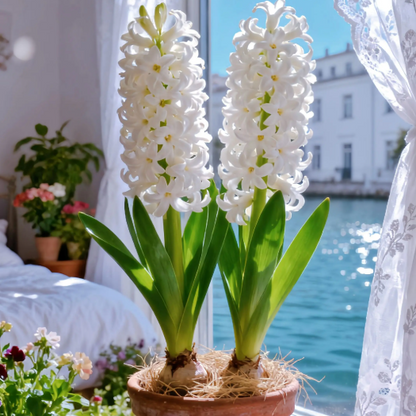💐Bi-Color Mutation Hyacinth Bulbs