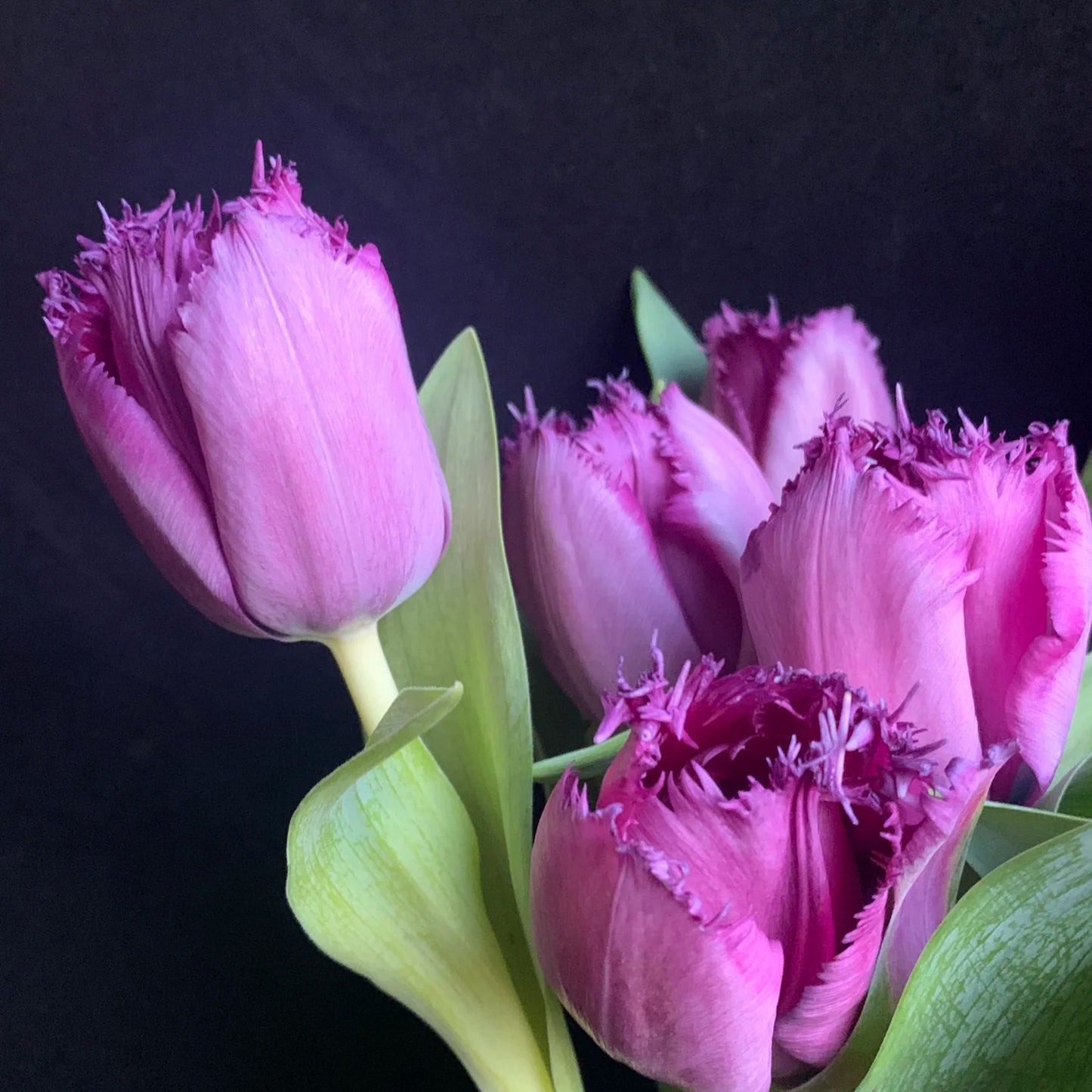 Frill Tulip seeds