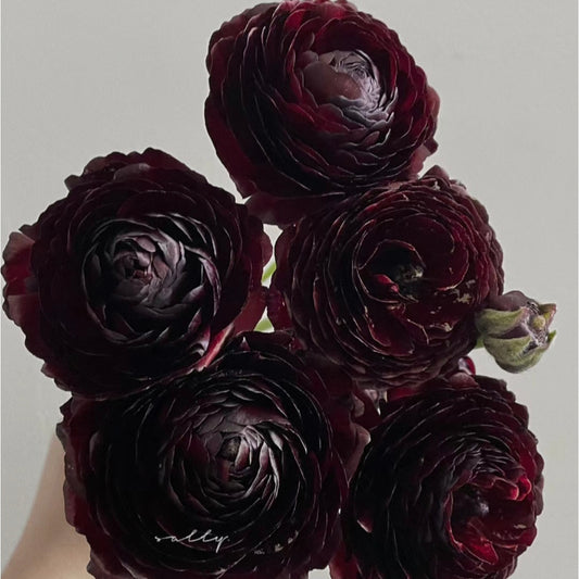 Rare Black Ranunculus Japonicus