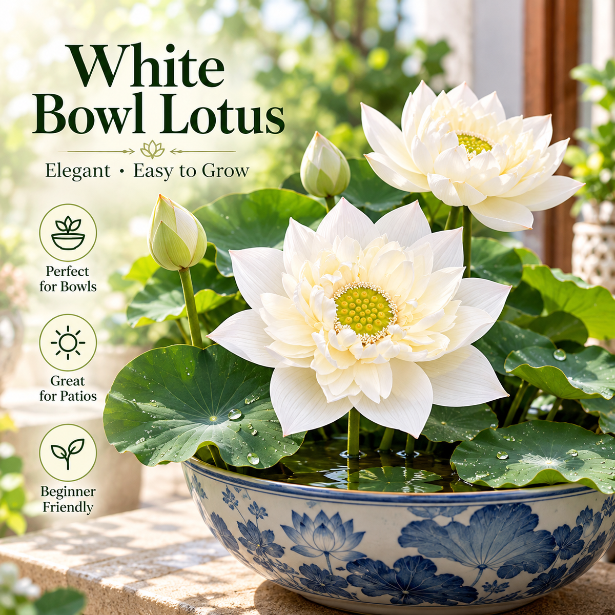 🪷Water lily - The Sacred Bonsai Lotus Flower