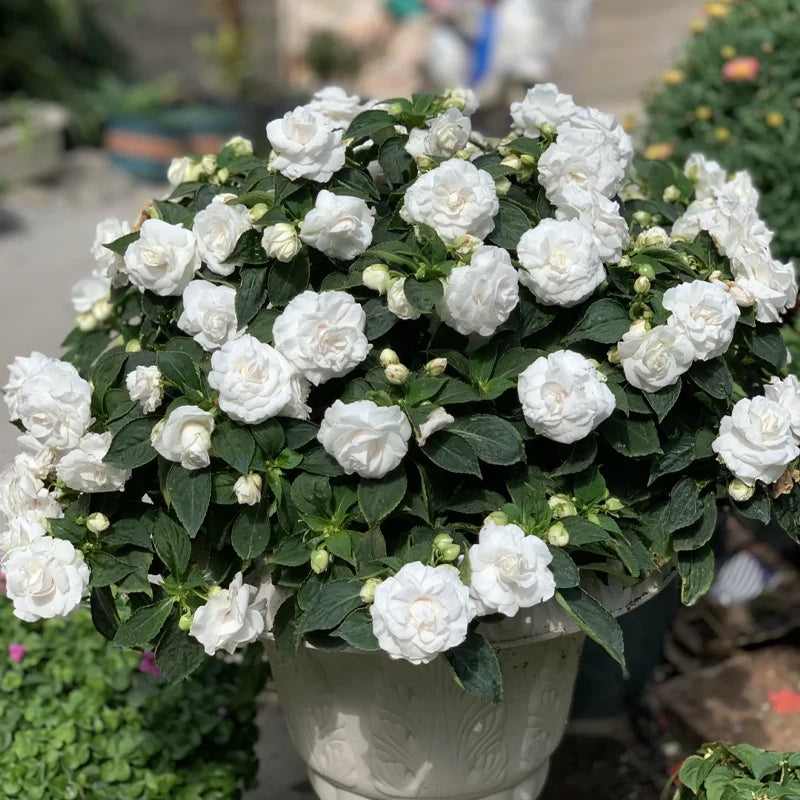 🌸Double Impatiens Seeds