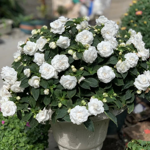 🌸Double Impatiens Seeds