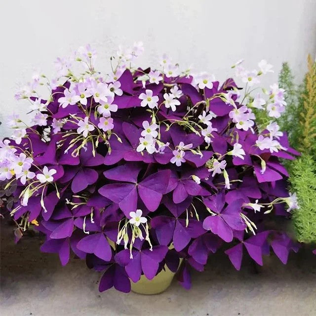 🔥Oxalis Triangularis Purple Shamrock Good Luck Plant Blubs