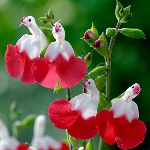 Salvia microphylla 'Hot Lips'