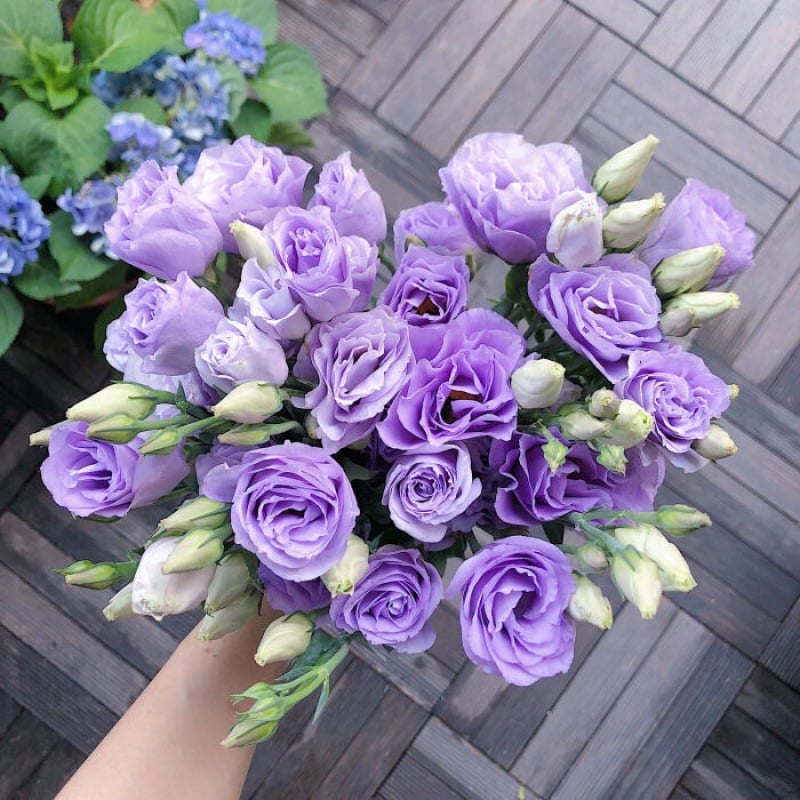 Hardy Perennial Lisianthus Seeds RHS Certified for British Garden Beds Beginner Friendly