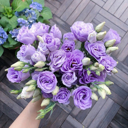 Hardy Perennial Lisianthus Seeds RHS Certified for British Garden Beds Beginner Friendly