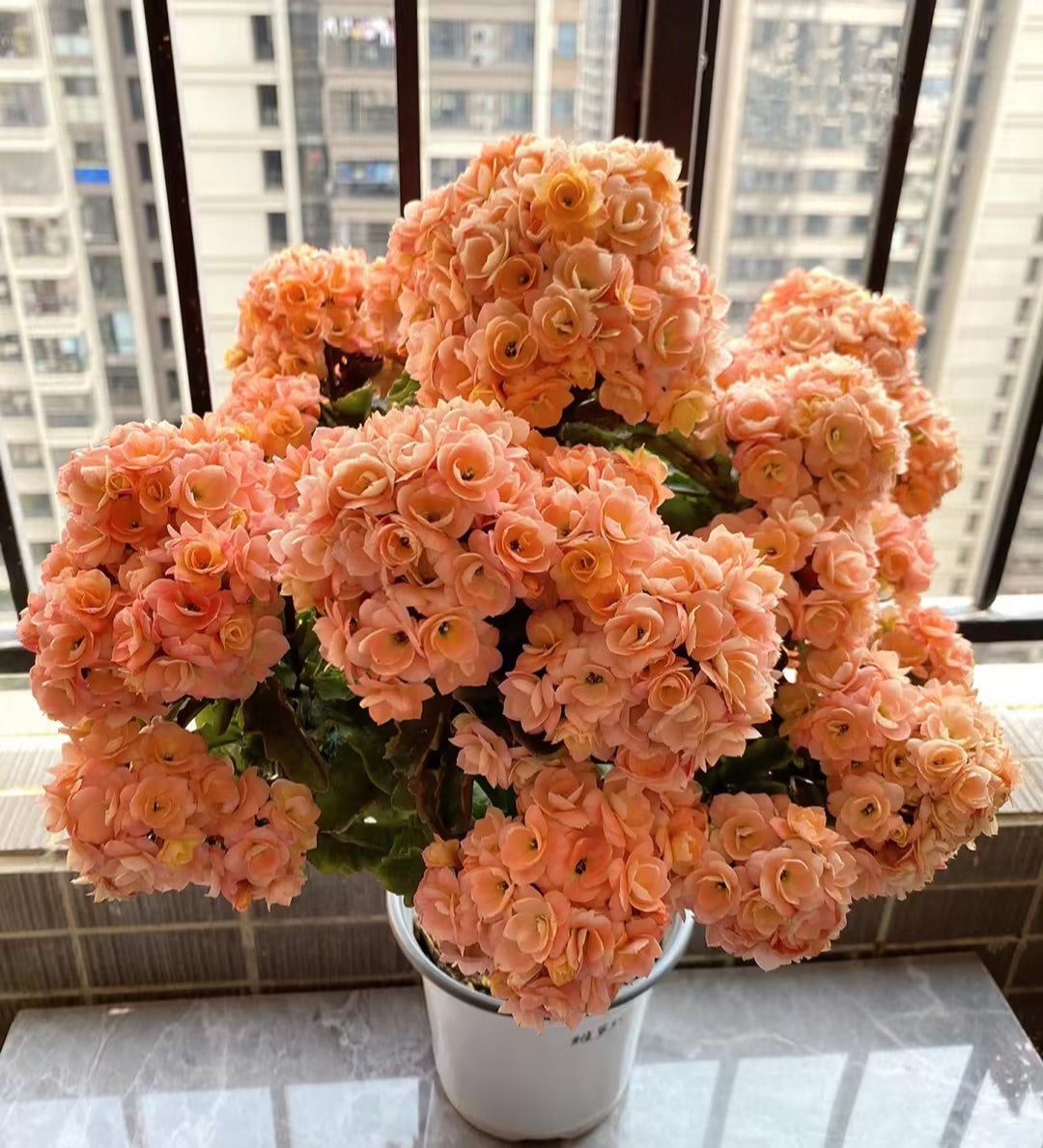 Kalanchoe Seed Garden Planting